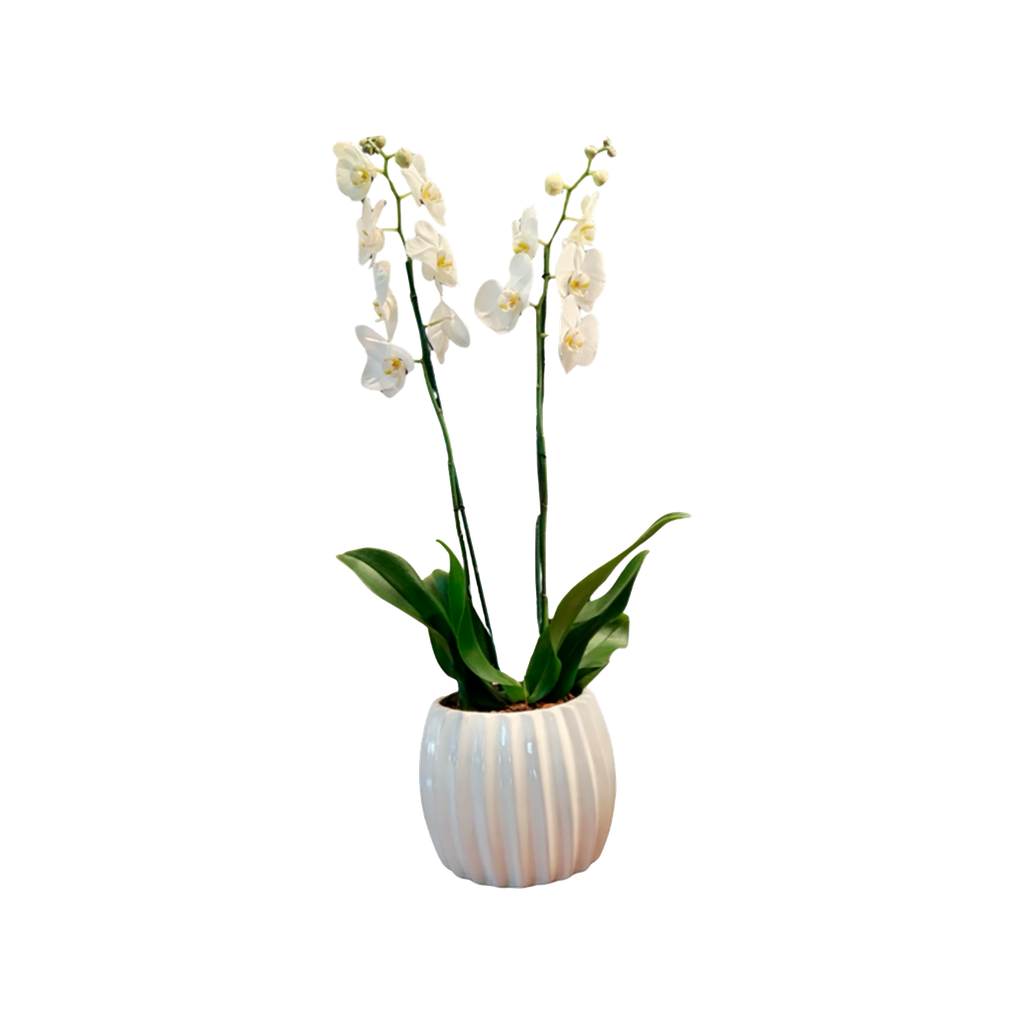 ORQUIDEAS DOS VARAS