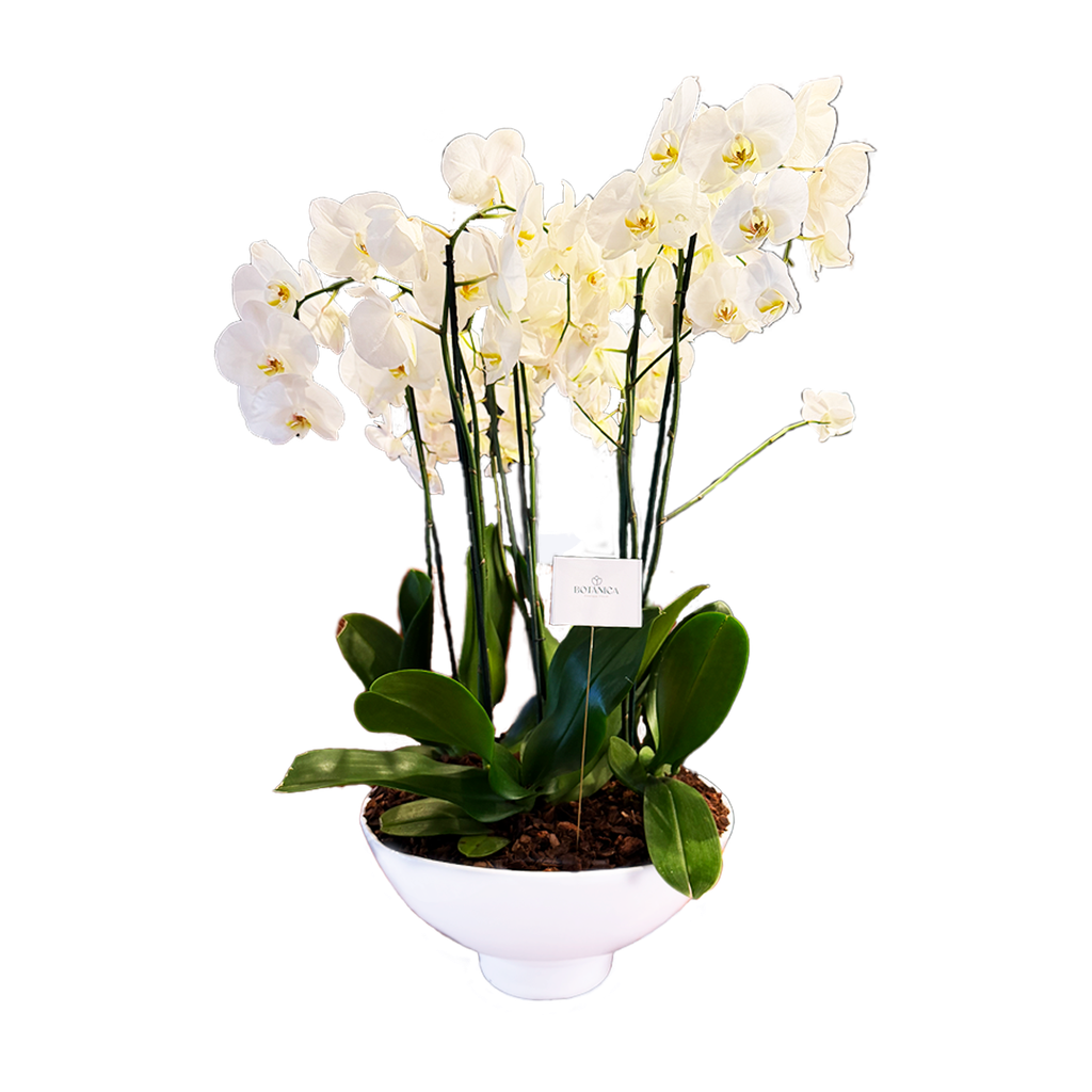ORQUIDEAS CELESTIALES
